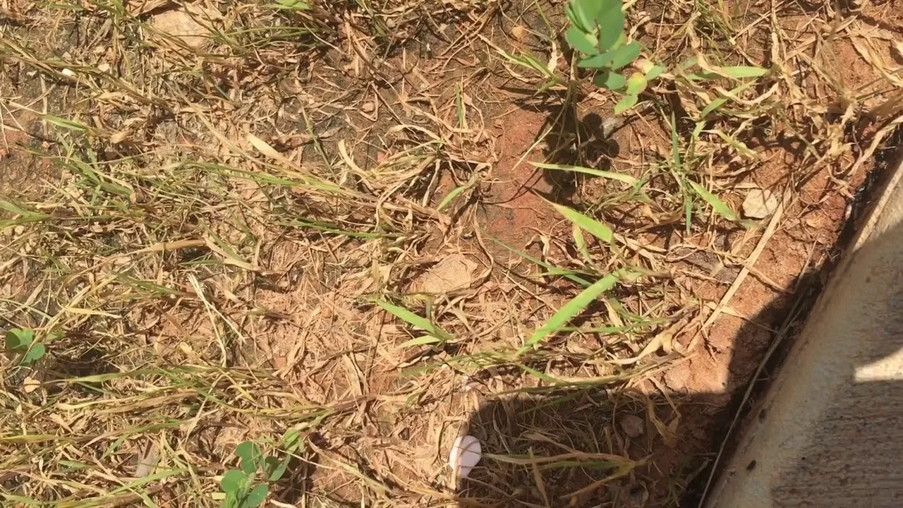 Professional landscaping project at Austin TX home